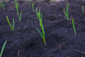 green plant of garlic in the garden