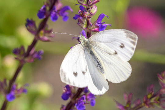Large White Butterfly - Pieris brassicae - on Salvia nemorosa