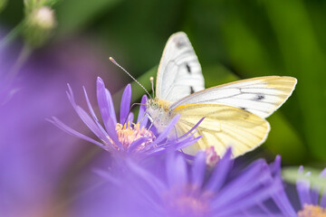 Large White Butterfly - Pieris brassicae - on Michaelmas daisy - Aster novi-belgii