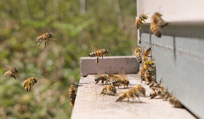 Abeilles en vol d'atterrissage sur la ruche de retour de butinage