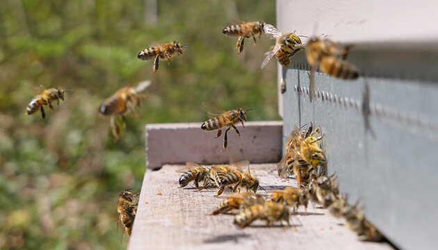 Abeilles en vol d'atterrissage sur la ruche de retour de butinage