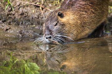 Nutria