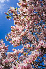 Magnolia tree blossoming in May in the streest of Old Longueuil (Quebec, Canada)