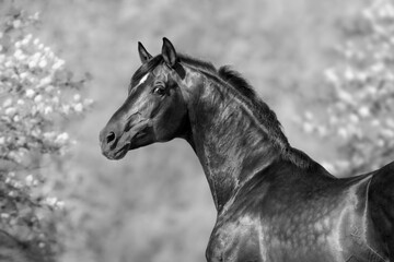 Black and white portrait of horse.