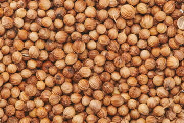 Dry coriander seeds. Spice food background. Aromatic spice for curry ingredients asia food. Close up view.
