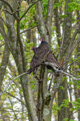 Pair of turkey vultures or buzzards perched in tree in forest 
