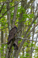 Pair of turkey vultures or buzzards perched in tree in forest