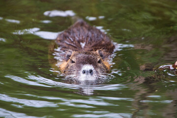 nutria am schwimmen
