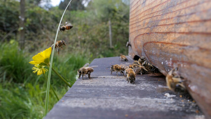 Abeilles et bouton d'or à l'entrée de la ruchette