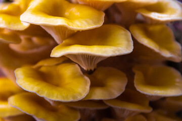Yellow oyster mushroom, Mushroom cultivation, healthy organic food