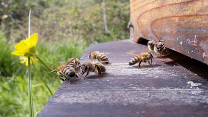 Abeilles gardiennes devant la ruche et bouton d'or