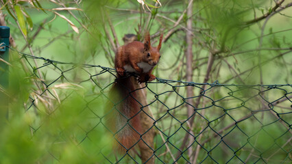 Eichhörnchen auf dem Zaun