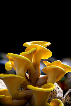 Yellow oyster mushroom, Mushroom cultivation, healthy organic food