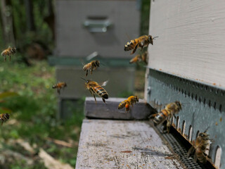 Abeilles butineuses au trou du vol chargées de nectar et de pollen