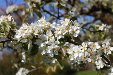 Birnenblüten