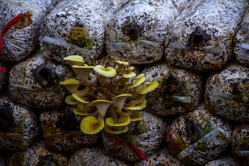 Yellow oyster mushroom. The cultivation of golden oyster mushroom in farm