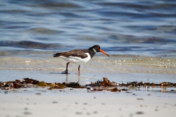 Oystercatcher foraging on an Irish Atlantic beach.