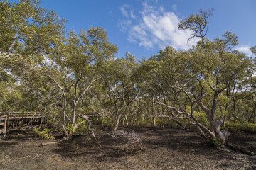 Fototapeta premium Mangrove boardwalk in Wynnum Brisbane Australia