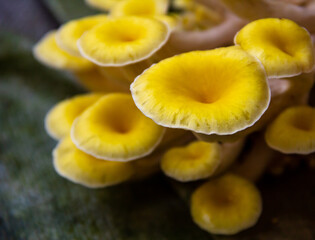 Yellow oyster mushroom, Mushroom cultivation, healthy organic food