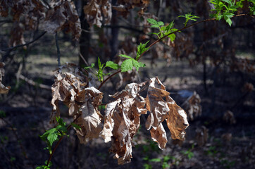 Forest near Kiev at spring