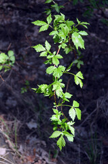 Forest near Kiev at spring