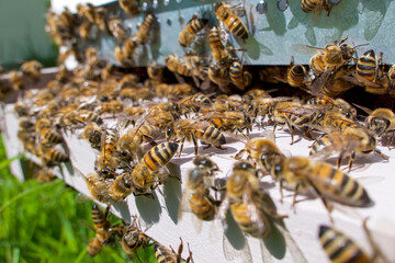 Au trou du vol : abeilles buckfast désoeuvrées - obrazy, fototapety, plakaty