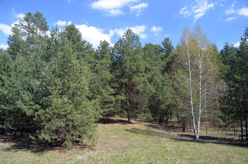 Forest near Kiev at spring