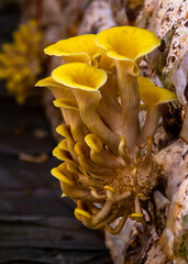 Yellow oyster mushroom. The cultivation of golden oyster mushroom in farm