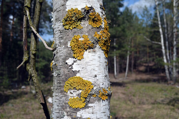 Forest near Kiev at spring