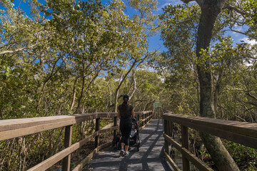 Mangrove boardwalk in Wynnum Brisbane Australia