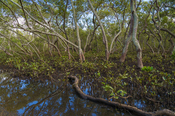 Mangrove boardwalk in Wynnum Brisbane Australia