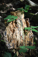 Close Up of Broken Tree Trunk in Dappled Light 
