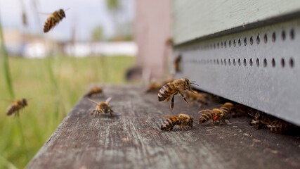 Abeilles butineuses rentrant à la ruche