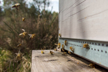 Obraz premium Abeilles rentrant à la ruche, atterrissages au trou du vol