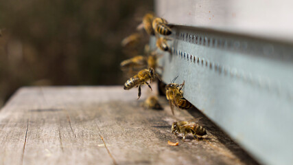Abeilles gardiennes et butineuses au trou du vol