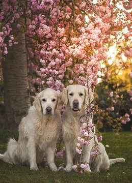 Fr&uuml;hling