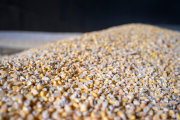 Grains de maïs