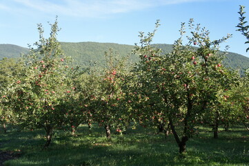 Fototapeta na wymiar A plentiful harvest of apples in an orchard in the valley of the Pshada River in the North Caucasus