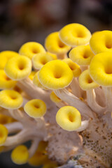 Yellow oyster mushroom, Mushroom cultivation, healthy organic food