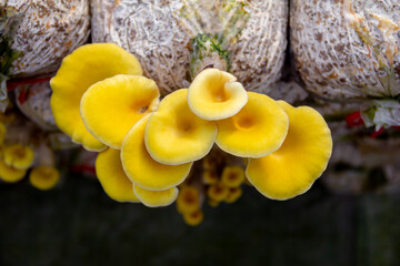 Yellow oyster mushroom. The cultivation of golden oyster mushroom in farm
