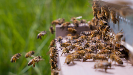 Abeilles désoeuvrées au trou du vol