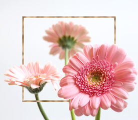 Beautiful pink gerbera flowers