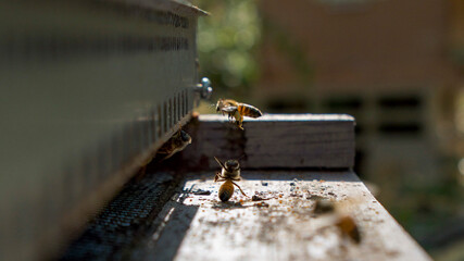 Atterrissage des butineuses ; chacun son style !