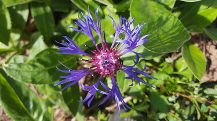  Chaber   blue and purple