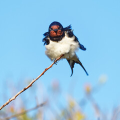 Close-up of a windblown Barn Swallow perched on a branch in the False Bay Nature Reserve in Cape Town, South Africa.