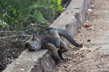 Lazy iguana in the Galapagos