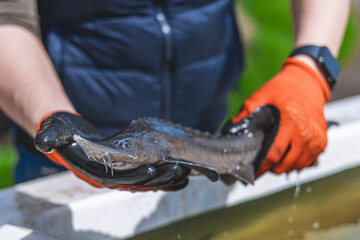 Live sturgeon fish are held in their hands. I release fish into the river