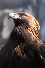 a proud and important eagle golden eagle sits sideways akimbo in the sunlight