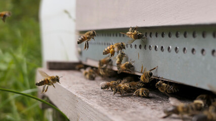 butineuse chargée de pelotes de pollen rentrant à la ruche