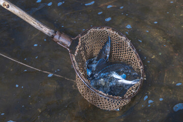 fishing cage with live fish. sturgeon fish released into the river